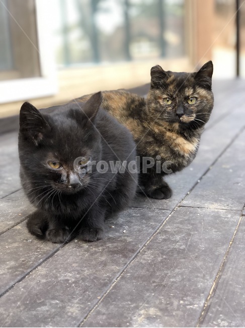 아기고양이,두마리,고양이,검은고양이,얼룩고양이