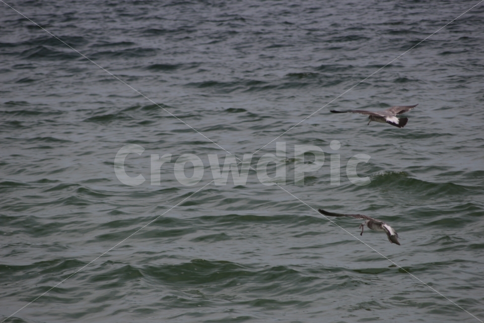 갈매기,동물,새,조류,두마리,바다,비행,날다,sea,gull,동물,animal,조류,새,birds