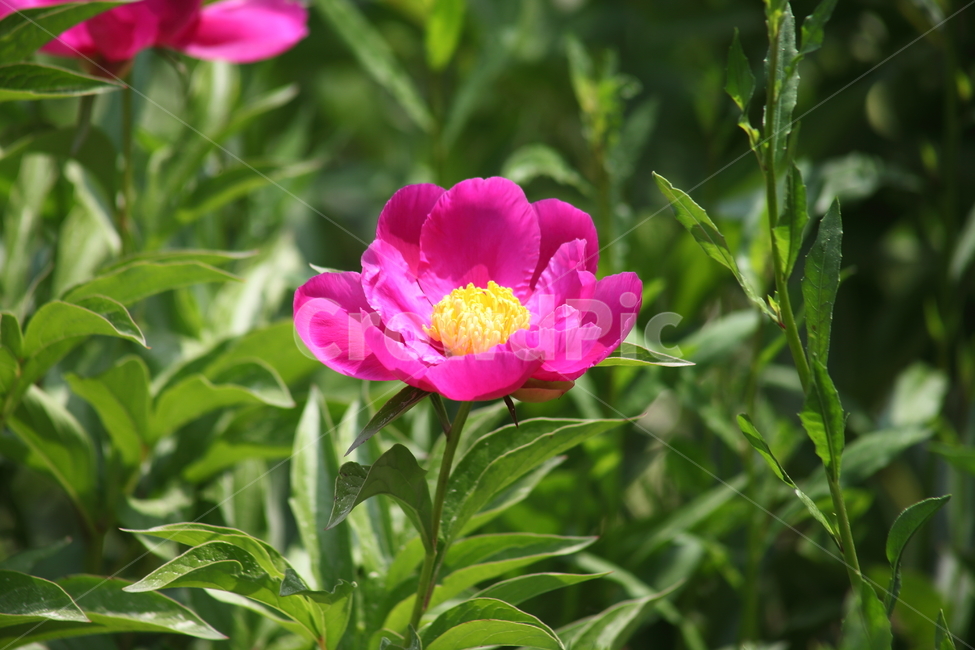 작약,꽃,봄,작약꽃,peonyroot