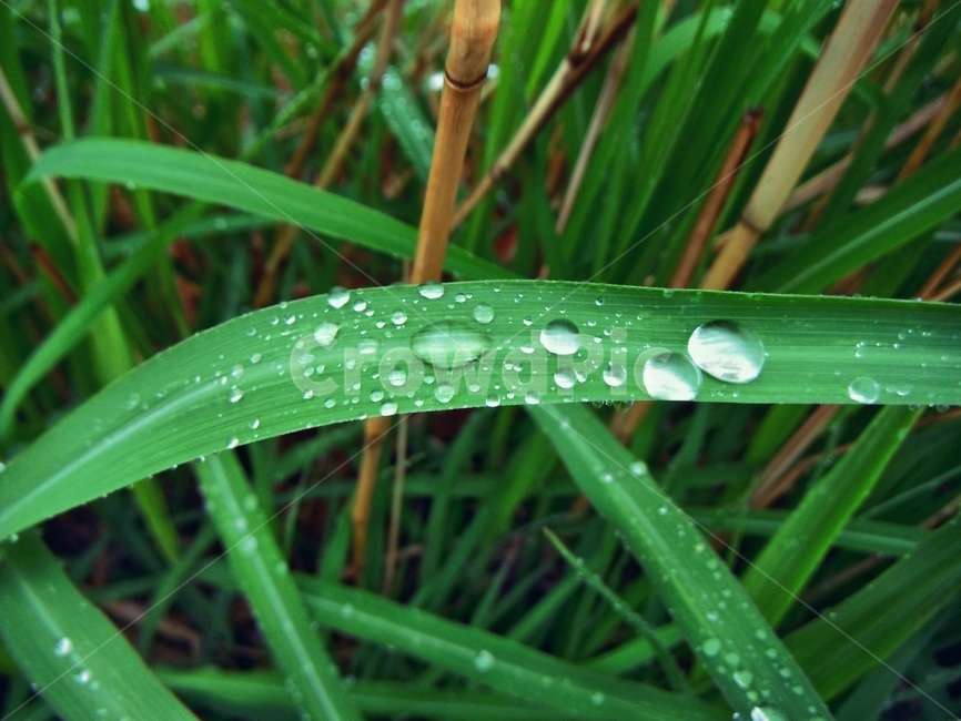 물방울,방울,이슬,비,빗방울,자연,풍경,식물,자연,plants,nature