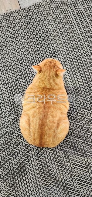고양이,바닥,식빵굽는고양이,cat,pet,길고양이,고양이뒷모습