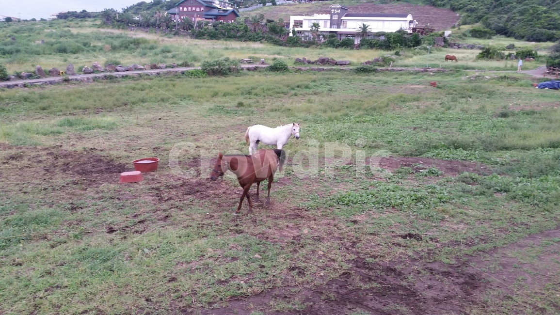 제주도,승마,말,백마,목장,동물,animal,포유류,mammal,산업,industry,industrial,목축업,목장,livestock farming,ranching,pasture