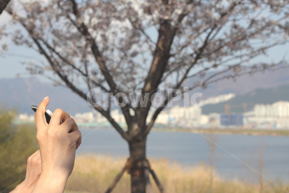 벚꽃,사람손,소풍,벚꽃구경,꽃구경,봄,spring,cherryblossom,picnic