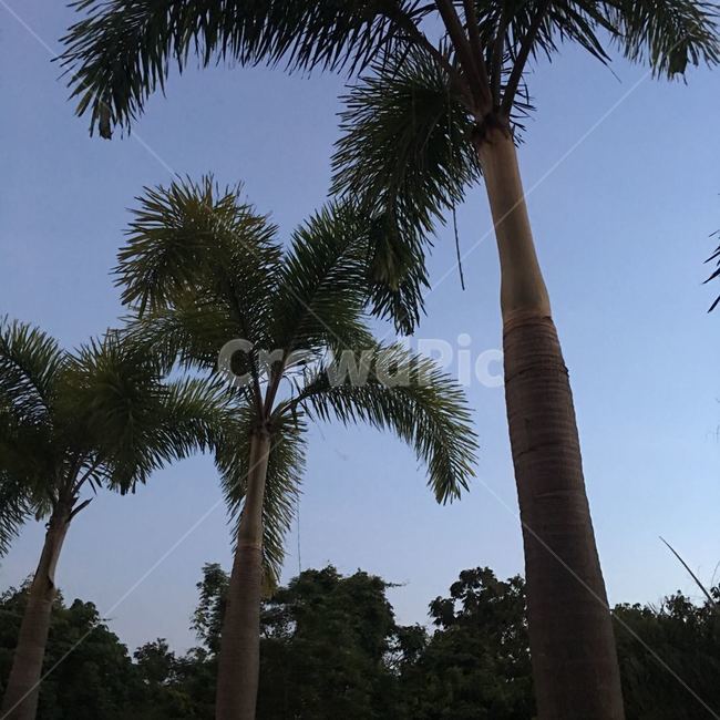 여름,나무,야자수,식물,summer,tree,palmtree,plant