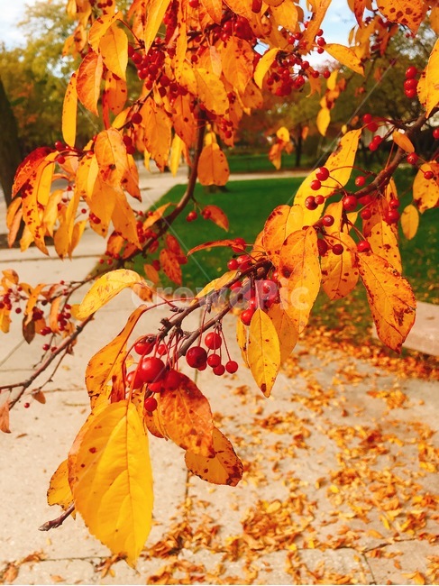 가을,낙엽,단풍,공원,열매,미국,시카고,휴식,오후,주황,가을,계절,fall,autumn,season,식물,자연,plants,nature,leaf,잎,plant,sea life,해양 생물,lobster,랍스터,food,음식,seafood,해물,animal,동물