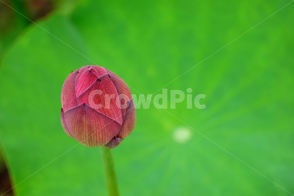 연꽃,이미지,초록,봄,감성,식물,자연,plants,nature,꽃,flower