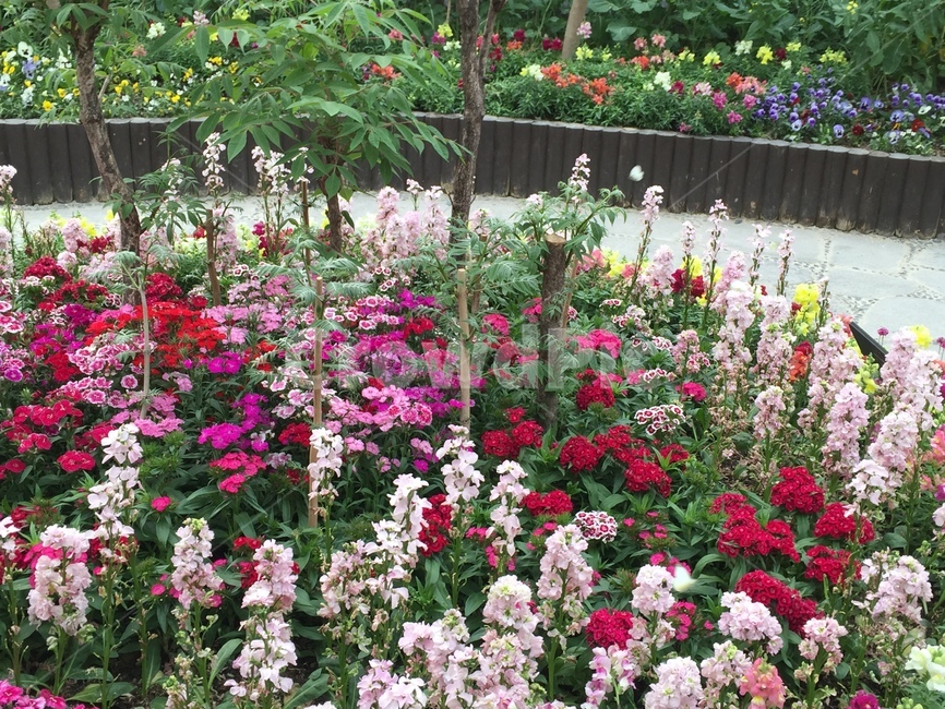 꽃,꽃밭,공원,나들이,봄,식물,자연,plants,nature,꽃,flower