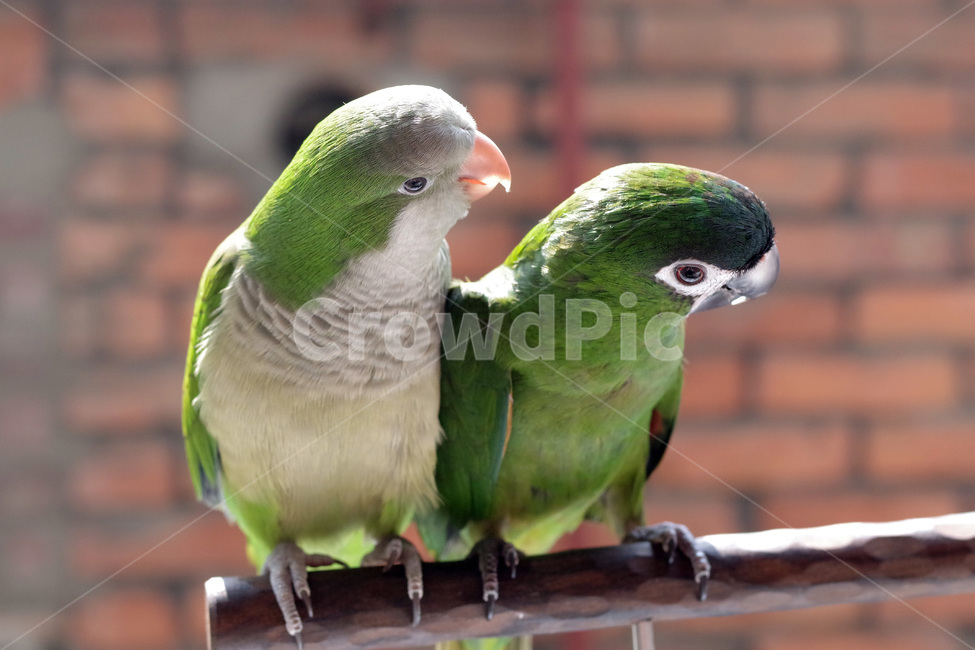 앵무새,봄,동물,조류,한스마카우,퀘이커,PARROT,MACAW,QUAKER,SPRING,동물,animal,조류,새,birds