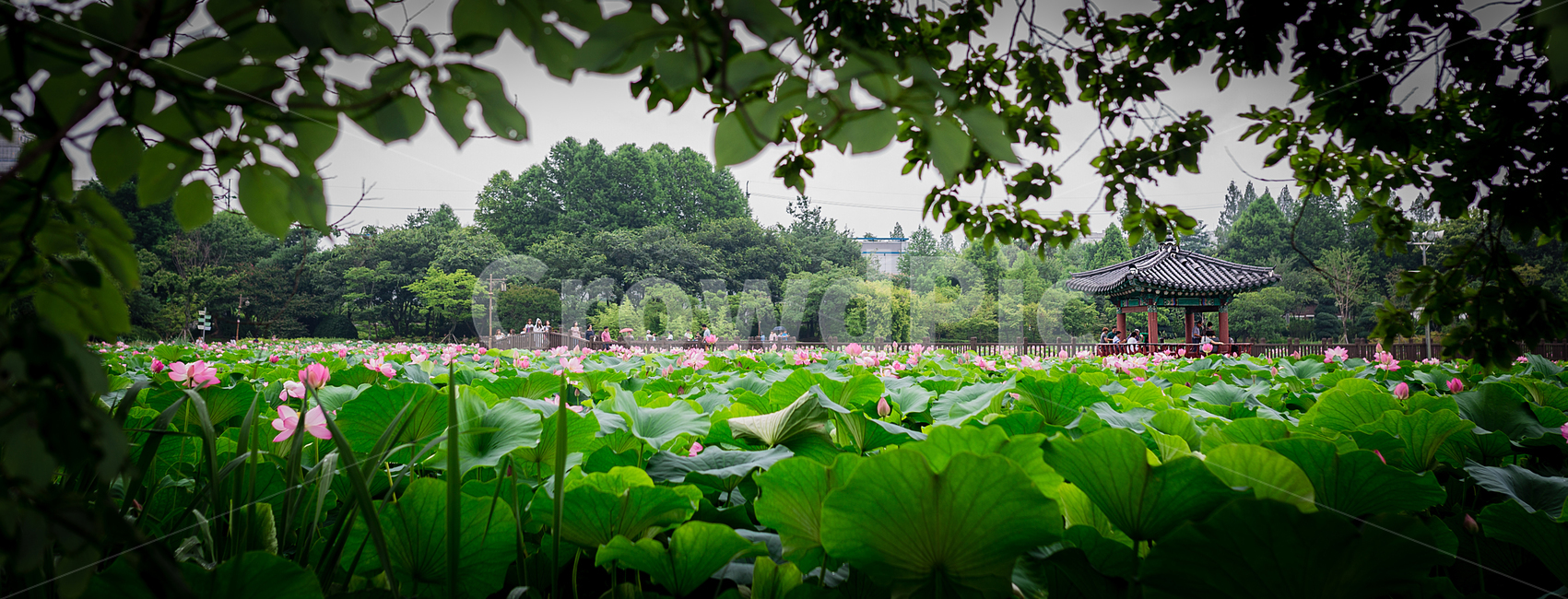연못,연꽃,호수,덕진공원,전주,하늘,구름,자연,풍경,nature,landscape,한국자연풍경,한국자연경관,korea nature landscape,plant,식물,leaf,잎