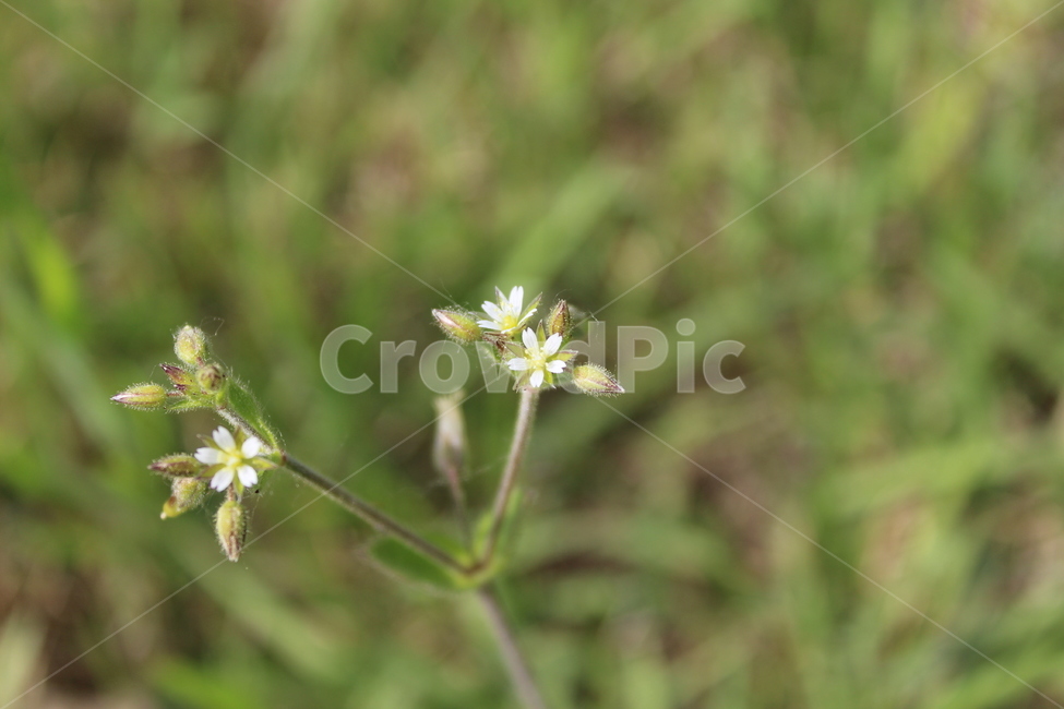 야생화,들꽃,들에핀꽃,야생꽃,작은꽃,칼라풀,식물,자연,plants,nature,꽃,flower
