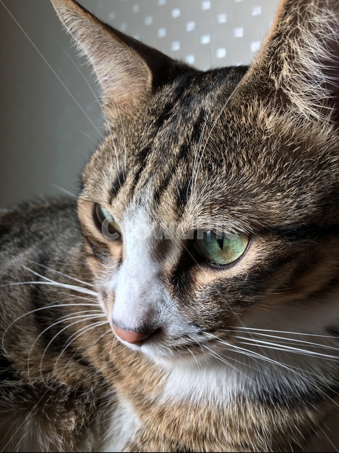 mammal,포유류,animal,동물,pet,애완동물,abyssinian,cat,아비시니안,고양이