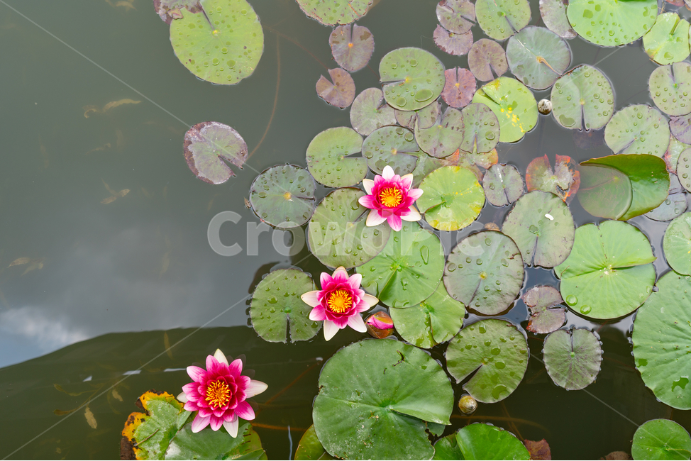 연꽃,초록,물,하늘,반영,식물,자연,plants,nature,꽃,flower