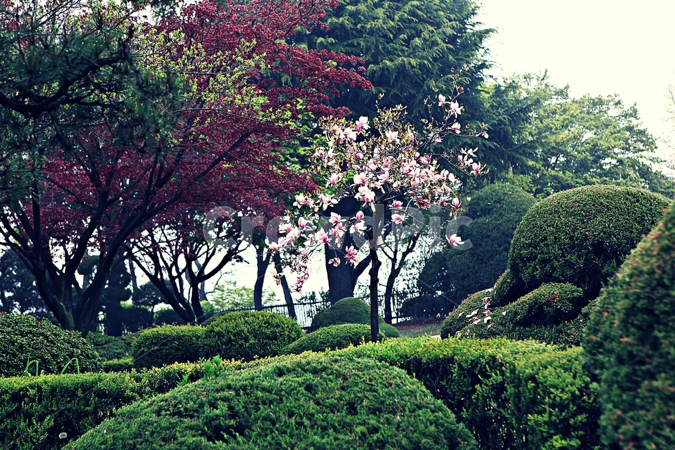 목련,꽃,봄꽃,자연,배경,봄,계절,spring,season,자연,풍경,nature,landscape,plant,식물,tree,나무