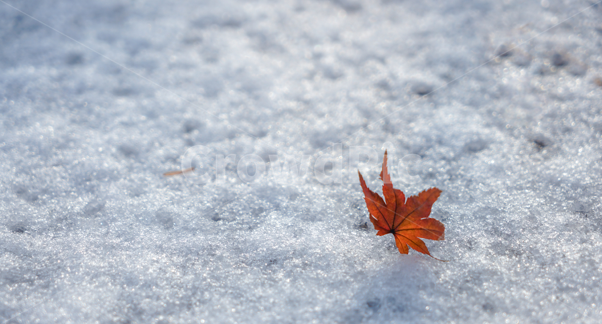 낙엽,단풍,눈,겨울,흰눈,잎,잎새,감성,계절,자연,겨울,계절,winter,season
