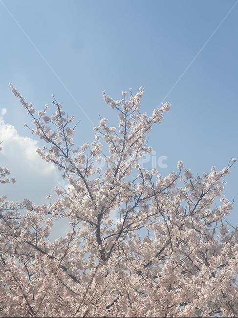 벚꽃,벚꽃나무,봄,꽃,자연,풍경,봄,계절,spring,season,outdoors,옥외,plant,식물,nature