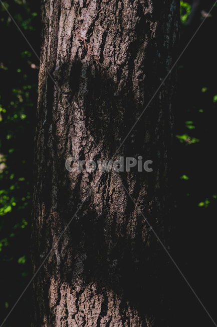 나무,줄기,그림자,빛,초록빛,tree,green,shadow,trunk,light