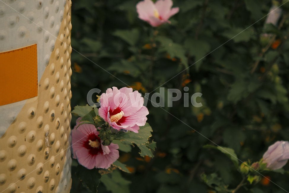 plant,식물,꽃,flower,무궁화,자연,우리나라꽃,전봇대,길가,만개,가을,계절,잎,식물,자연,plants,nature,꽃,flower