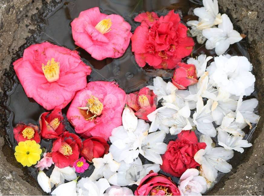 동백,진달래,민들레,꽃,얼음,봄,계절,spring,season,식물,자연,plants,nature,꽃,flower,plant,geranium,제라늄,blossom