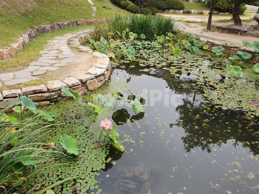 연꽃,풍경,outdoors,땅,land,nature