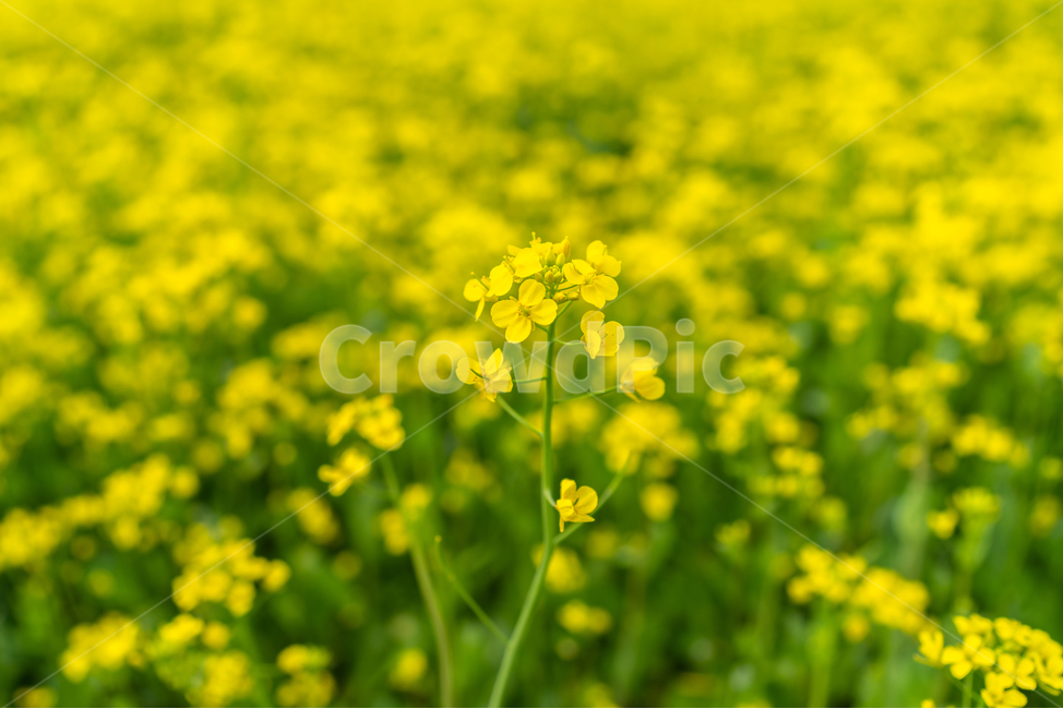 유채꽃,파란,하늘,꽃,자연,나무,구름,sky,tree,cloud,rapeflower,flower,식물,자연,plants,nature,꽃,flower