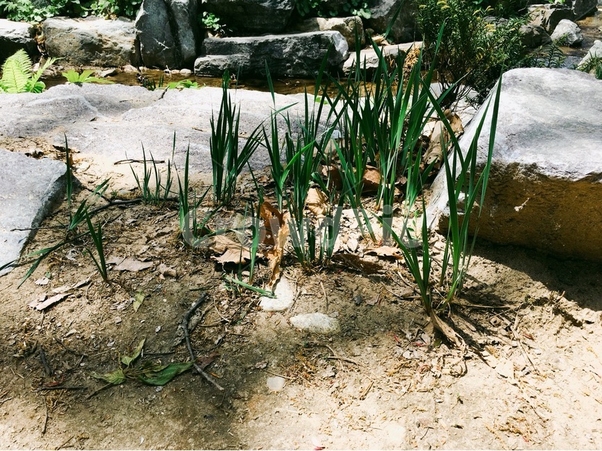 한국,감성사진,자연사진,풀,숲,산책,춘천,여행,친구,추억,그린,photo,forest,walk,땅,대지,식물,자연,plants,nature