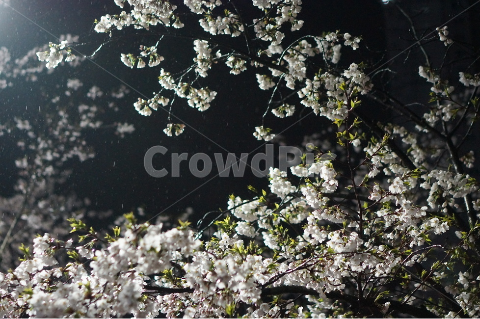 벚꽃,야경,밤,흰색,풍경,봄,봄,계절,spring,season,야경,밤,풍경,nightscape,night,landscape,식물,자연,plants,nature,꽃,flower,plant,blossom,cherry blossom