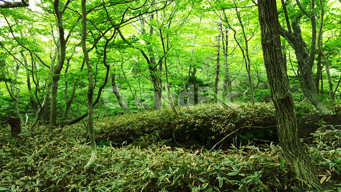 한라산,한라산영실코스,영실코스,한라산등산로,한라산풍경,한라산숲길,숲길,숲,나무,tree,식물,plant,나무줄기,등산로풍경,풍경,자연,자연,풍경,nature,landscape