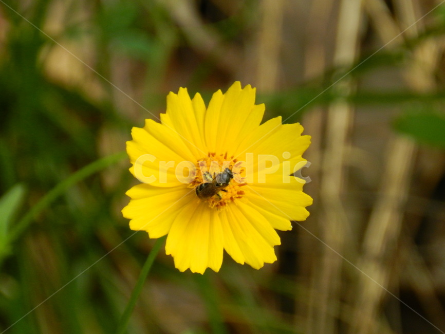 꽃과벌,벌,꽃,노랑,식물,식물,자연,plants,nature,꽃,flower,동물,animal,곤충,벌레,insect,bug