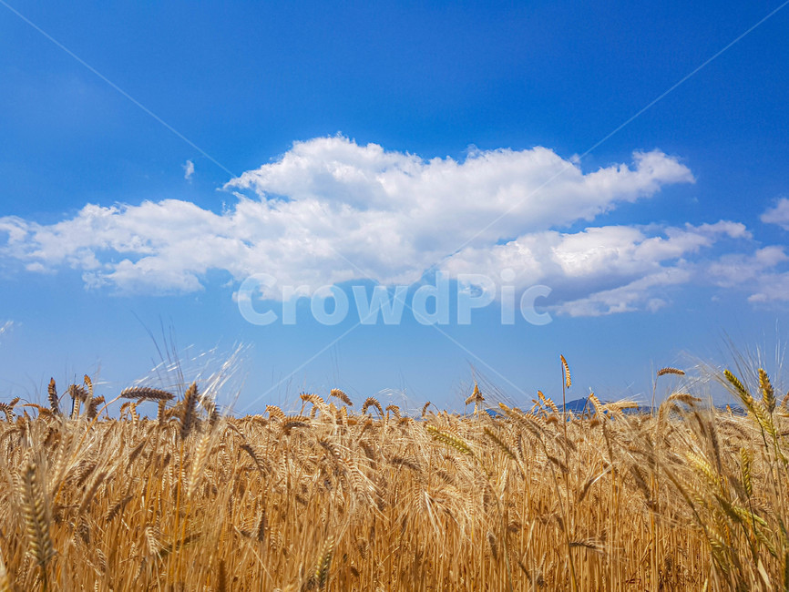자연,힐링,하늘,보리밭,구름,맑음,nature,제주도,제주,경치,landscape,보리,barley,풍경,scenery,sunny,봄,spring,휴식,rest,healing,sky,cloud,푸른,blue,jeju,자연,풍경,nature,landscape,plant,식물,food,음식,vegetable,야채,grain,곡물