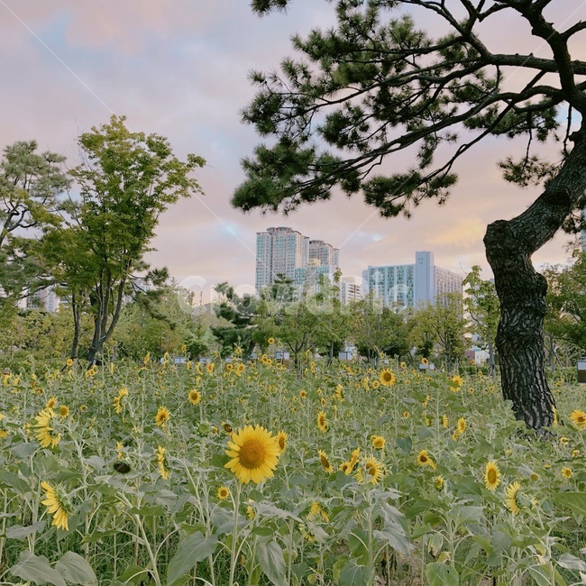 해바라기,해바라기밭,소나무,자연,꽃밭,하늘,구름,푸른,나무,감성,공원,산책,식물,자연,plants,nature,꽃,flower