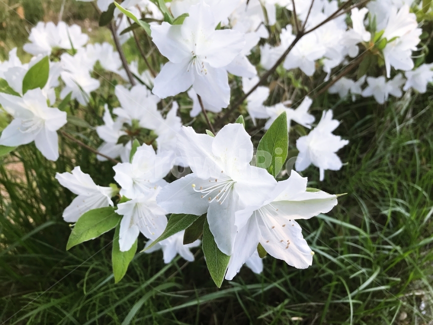 흰색,꽃,정원,가든,화이트,플라워,봄,봄꽃,봄날,피다,꽃이피다,flower,plant,blooming,garden,white,beautiful,spring