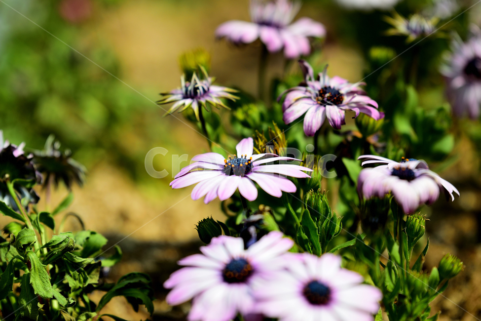봄,꽃,보라,식물,생명,향기,봄,계절,spring,season,식물,자연,plants,nature,꽃,flower,plant,bird,새,animal,동물