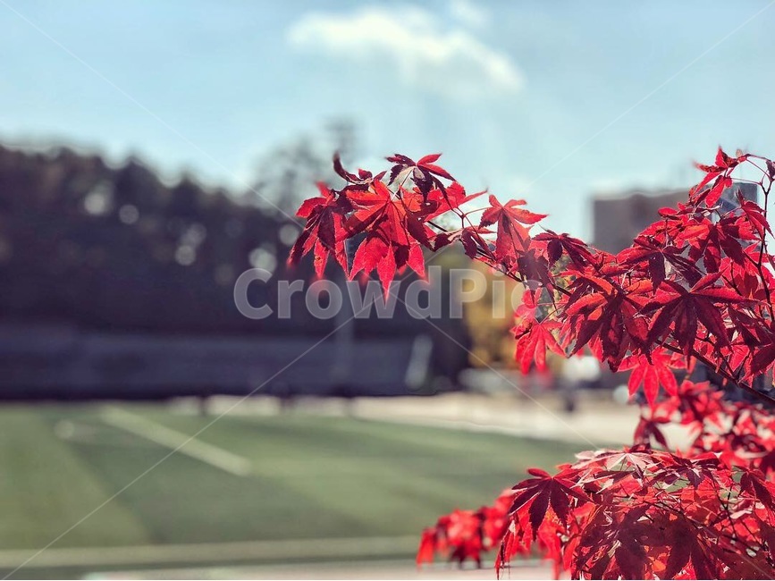 단풍,가을,운동장,하늘,대학교,분위기,화창한,날씨,빨강,계절,fall,playground,sky,maple,weather,university,red,가을,계절,fall,autumn,season,plant,식물,leaf,잎,tree,나무