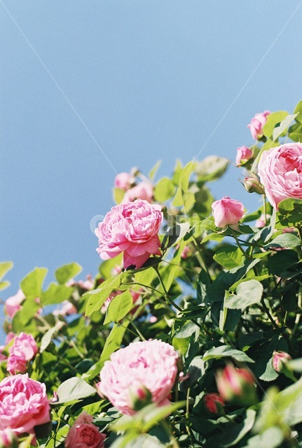장미,rose,꽃,덩쿨,하늘,자연,여름,사랑,보케,식물,자연,plants,nature,꽃,flower