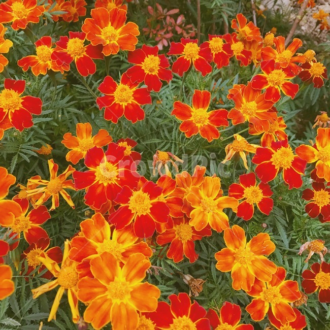 꽃,자연,flower,spring,red,orange,봄