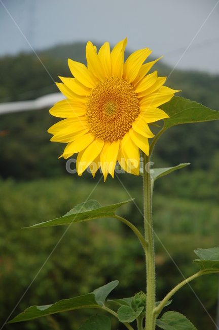 꽃,여름,해바라기,sunflower,자연,식물,자연,plants,nature,꽃,flower