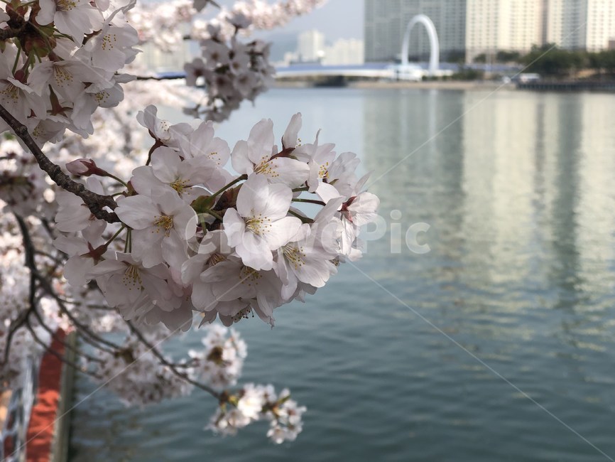 벚꽃,봄,부산,수영강,꽃