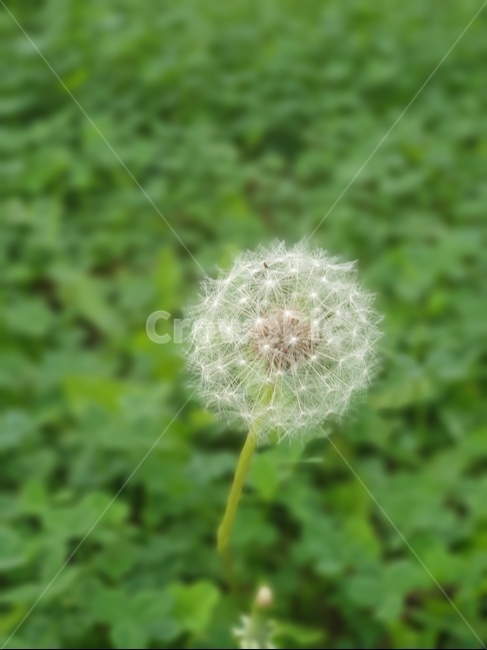 민들레홀씨,민들레,홀씨,민들레꽃홀씨,토끼풀,식물,자연,plants,nature