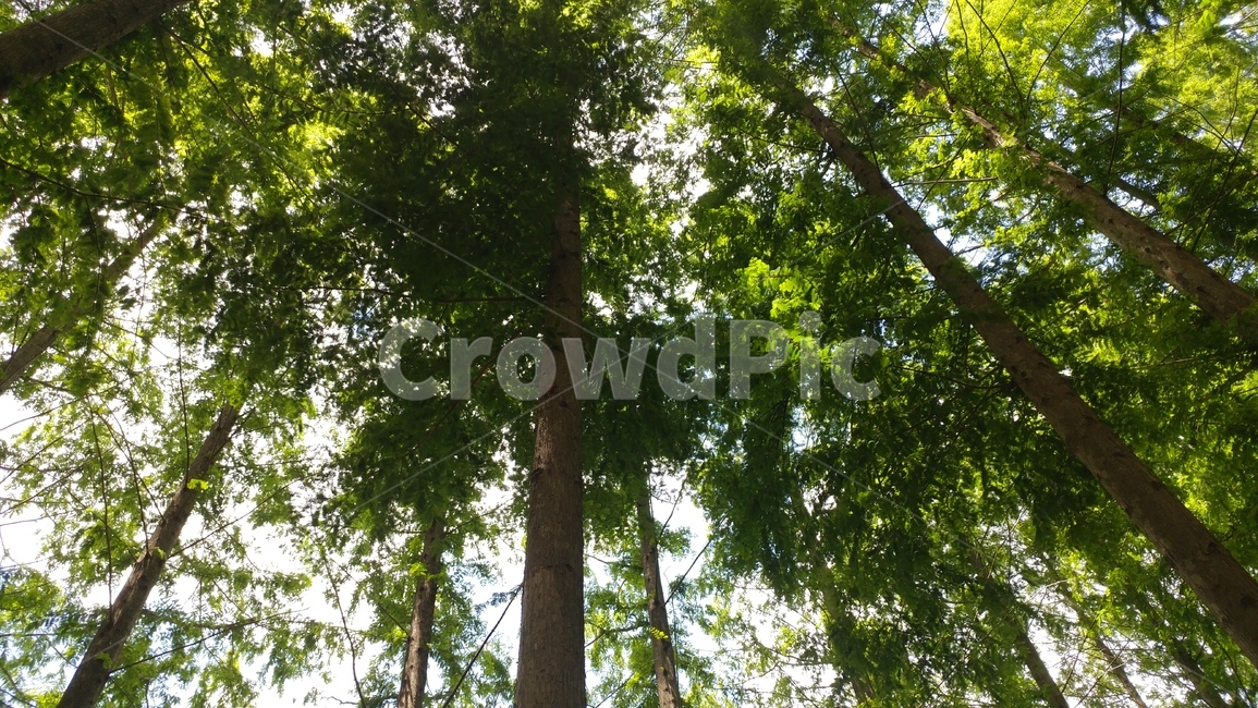 자연,숲,나무,여름,시원함,초록,힐링,피톤치드,명상,스마트폰