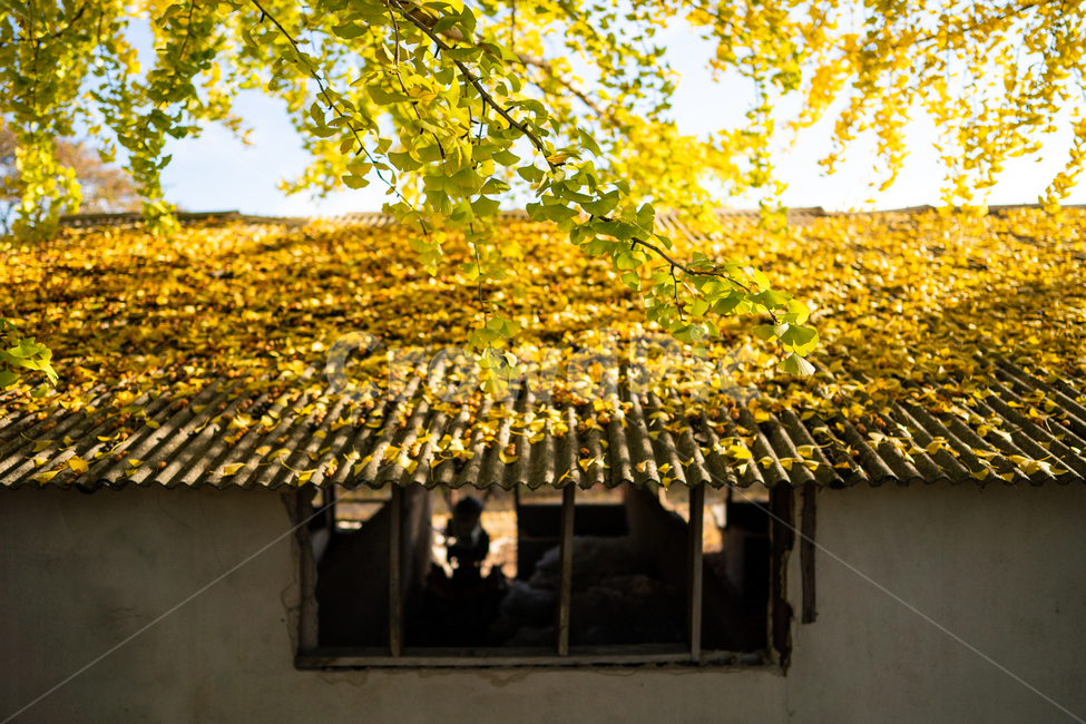 은행나무,단풍,가을,ginkgo,autumn,fall,tree,나무,plant,식물,가을,계절,fall,autumn,season,식물,자연,plants,nature,나무,trees,wood