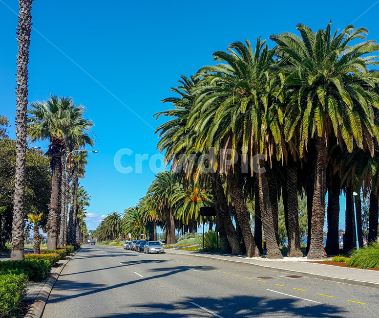 도로,야자수,열대나무,tree,road,호주,australia,au,hawaii