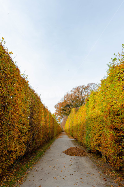 주황,노랑,자연,공원,풍경,landscape,orange,yellow,nature,park,가을,계절,fall,autumn,season,자연,풍경,nature,landscape,road,도로,plant,식물
