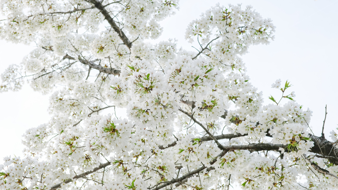 봄,벚꽃,자연,꽃,cherryblossom,sakura,spring,nature,flower