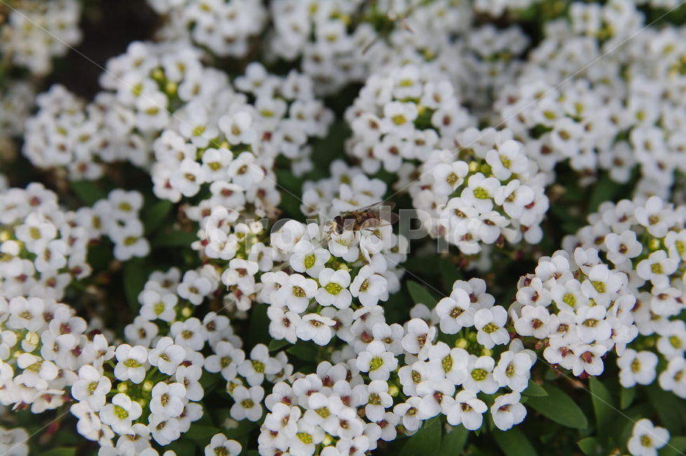 꽃,벌,꿀벌,곤충,insect,honeybee,자연,화단