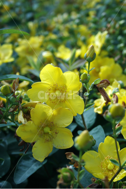물레나물,식물,flower,plants,nature,꽃,꽃봉오리,꽃밭,벌,식물,자연,plants,nature,꽃,flower