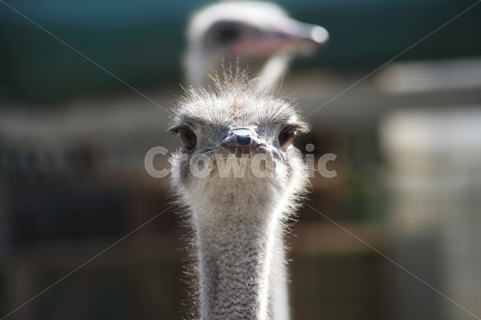 타조,동물,새,animal,ostrich,동물,animal,조류,새,birds