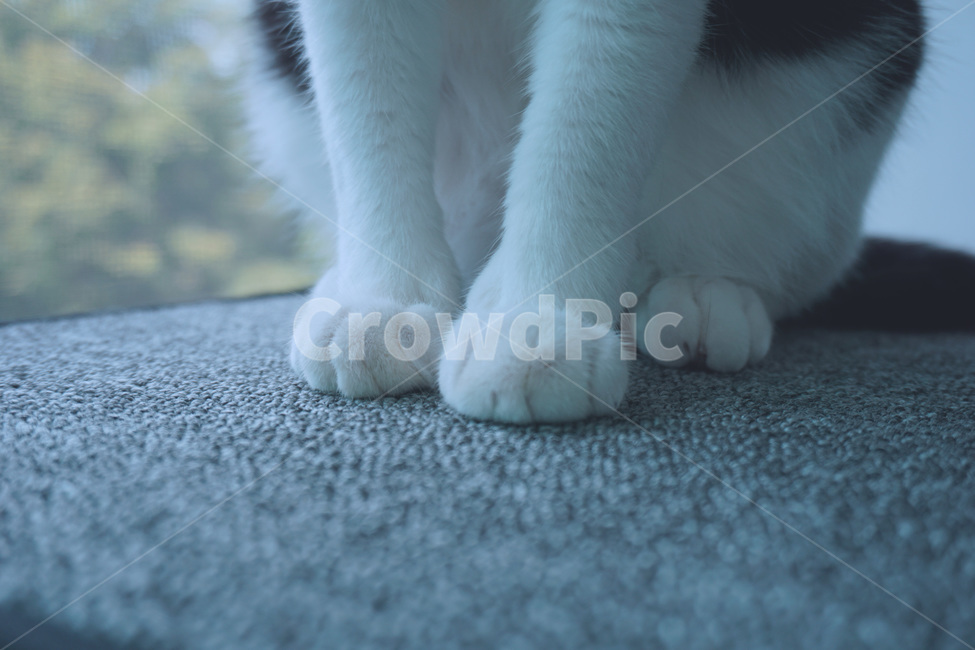 고양이,고양이발,감성,색감,우울,폭신한,cat,동물,animal,빈티지