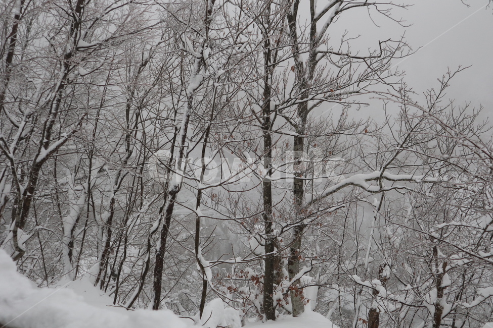 nature,자연,blizzard,winter,겨울,storm,outdoors,옥외,snow,눈,겨울,계절,winter,season,나무,trees,wood