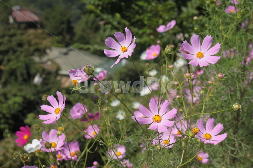 wild flowers,flower garden,cosmos,pink flower,Cosmos,flower