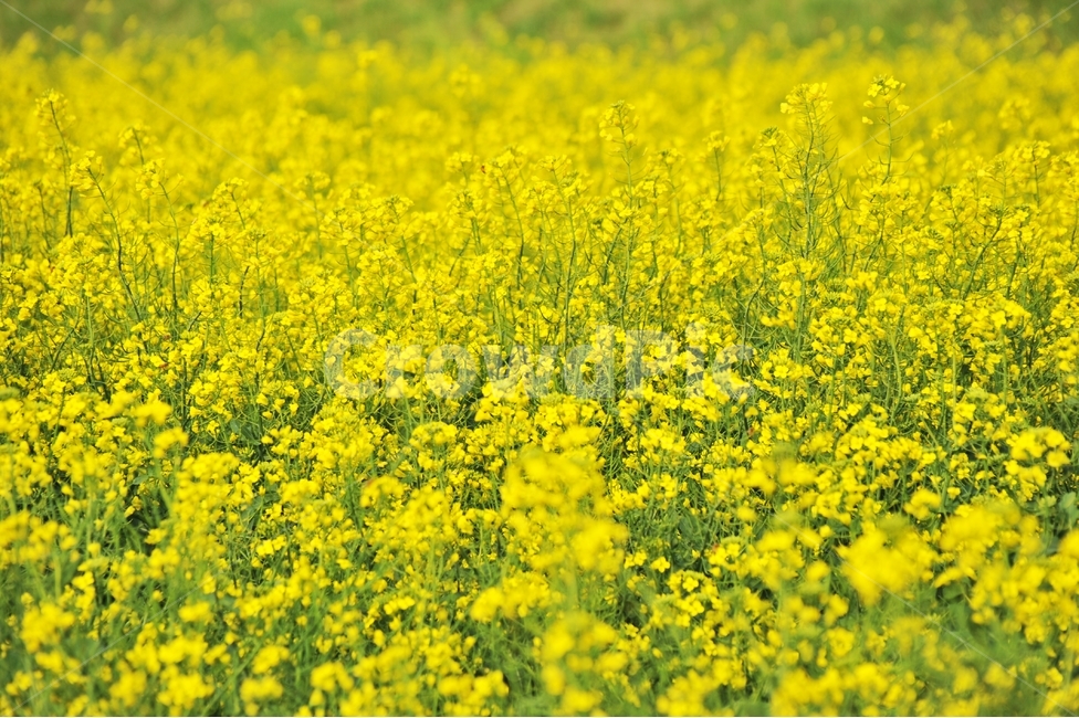 유채밭,노란꽃,식물,식용식물,유채,봄꽃,풍경,봄,계절,spring,season,식물,자연,plants,nature,꽃,flower,field,들,outdoors,옥외,grassland,목초지